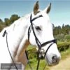 Kentaur Hanoverian Bridle With Decorative Browband And Removable Flash -Horse Gear Store kentaur hanoverian bridle with decorative browband and removable flash bridle