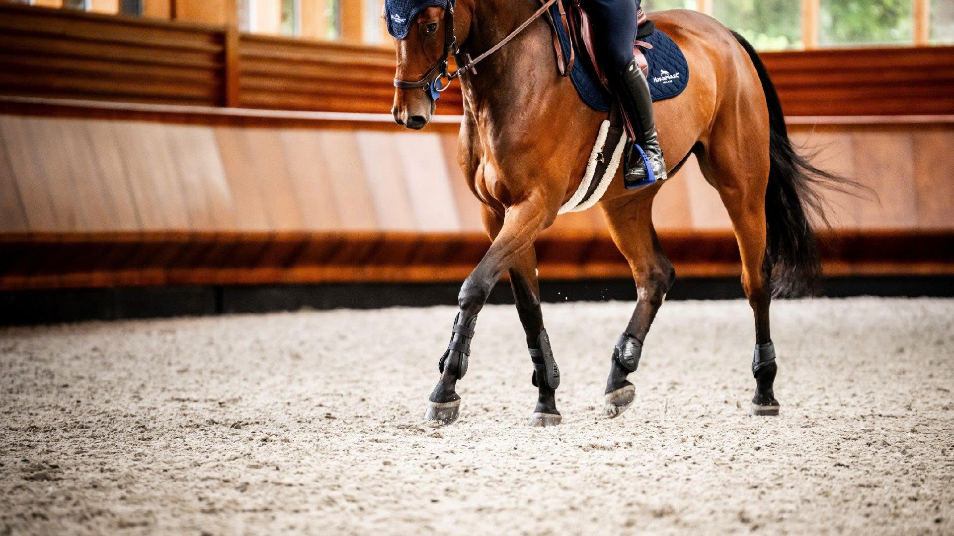 Horse Gear Store -Horse Gear Store z6927097859671 d7c834bb5ab6451001a40b1a5eda3abe